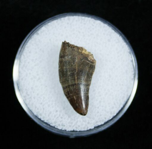 Nice Dromaeosaur/Raptor Tooth From Montana #2032